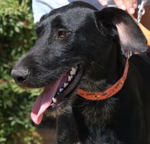 BRUS, Hund, Mischlingshund in Zypern - Bild 6