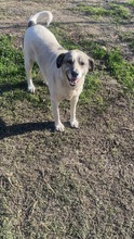 RONJA, Hund, Mischlingshund in Rumänien - Bild 1
