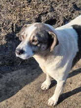 RONJA, Hund, Mischlingshund in Rumänien - Bild 2