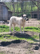 RONJA, Hund, Mischlingshund in Rumänien - Bild 3