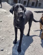 LENJA, Hund, Mischlingshund in Kroatien - Bild 11