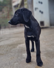 LENJA, Hund, Mischlingshund in Kroatien - Bild 14