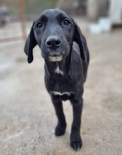LENJA, Hund, Mischlingshund in Kroatien - Bild 16