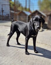 LENJA, Hund, Mischlingshund in Kroatien - Bild 2
