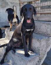LENJA, Hund, Mischlingshund in Kroatien - Bild 5