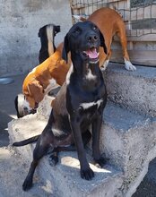 LENJA, Hund, Mischlingshund in Kroatien - Bild 6