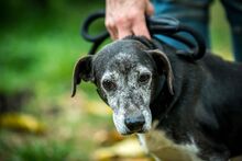 PAPI, Hund, Mischlingshund in Melsungen - Bild 14