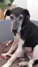 PAPI, Hund, Mischlingshund in Melsungen - Bild 3