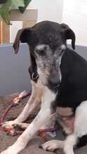 PAPI, Hund, Mischlingshund in Melsungen - Bild 5