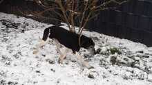 PAPI, Hund, Mischlingshund in Melsungen - Bild 6