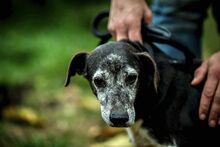 PAPI, Hund, Mischlingshund in Melsungen - Bild 9
