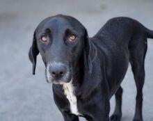 MALU, Hund, Mischlingshund in Kroatien - Bild 1