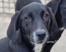 MALU, Hund, Mischlingshund in Kroatien - Bild 10
