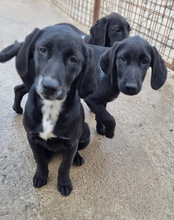 MALU, Hund, Mischlingshund in Kroatien - Bild 11