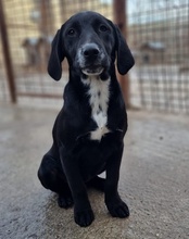 MALU, Hund, Mischlingshund in Kroatien - Bild 12