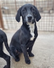 MALU, Hund, Mischlingshund in Kroatien - Bild 13