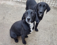 MALU, Hund, Mischlingshund in Kroatien - Bild 15