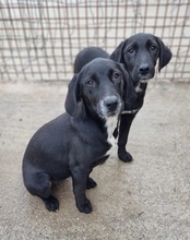 MALU, Hund, Mischlingshund in Kroatien - Bild 16