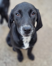 MALU, Hund, Mischlingshund in Kroatien - Bild 17