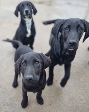 MALU, Hund, Mischlingshund in Kroatien - Bild 18