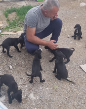 MALU, Hund, Mischlingshund in Kroatien - Bild 20