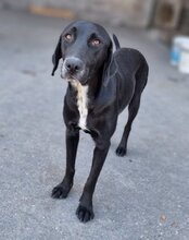 MALU, Hund, Mischlingshund in Kroatien - Bild 3