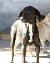 MALU, Hund, Mischlingshund in Kroatien - Bild 5