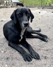 MALU, Hund, Mischlingshund in Kroatien - Bild 6