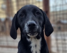 MALU, Hund, Mischlingshund in Kroatien - Bild 9