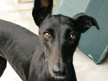 LIMA, Hund, Galgo Español in Spanien - Bild 1