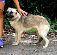 ALFRED, Hund, Deutscher Schäferhund-Mix in Slowakische Republik - Bild 4