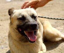 ALFRED, Hund, Deutscher Schäferhund-Mix in Slowakische Republik - Bild 5