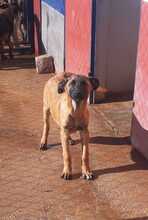 ATTILA, Hund, Mischlingshund in Spanien - Bild 14
