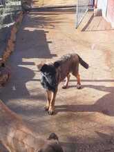 CARLOS, Hund, Mischlingshund in Spanien - Bild 12