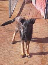 CARLOS, Hund, Mischlingshund in Spanien - Bild 14