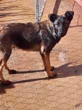 CARLOS, Hund, Mischlingshund in Spanien - Bild 16