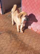 ONAEVE, Hund, Mischlingshund in Spanien - Bild 10