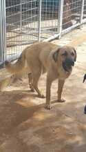 ONAEVE, Hund, Mischlingshund in Spanien - Bild 4