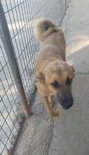 ONAEVE, Hund, Mischlingshund in Spanien - Bild 7