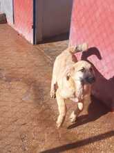 ONAEVE, Hund, Mischlingshund in Spanien - Bild 8