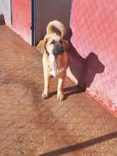 ONAEVE, Hund, Mischlingshund in Spanien - Bild 9