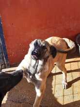 SHIVA, Hund, Mischlingshund in Spanien - Bild 10