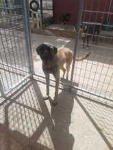 SHIVA, Hund, Mischlingshund in Spanien - Bild 8