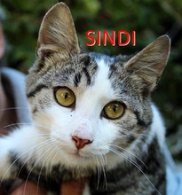 SINDI, Katze, Europäisch Kurzhaar in Ahnatal