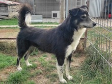 RAIDER, Hund, Mischlingshund in Rumänien - Bild 14