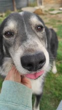 RAIDER, Hund, Mischlingshund in Rumänien - Bild 16