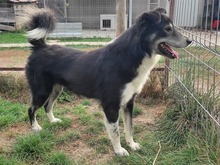 RAIDER, Hund, Mischlingshund in Rumänien - Bild 21