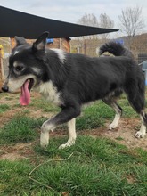 RAIDER, Hund, Mischlingshund in Rumänien - Bild 22