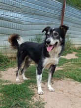 RAIDER, Hund, Mischlingshund in Rumänien - Bild 5