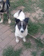 LILLY, Hund, Terrier-Mix in Rumänien - Bild 2